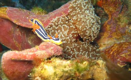 A brightly coloured fish swims over a coral from the "twilight zone'.